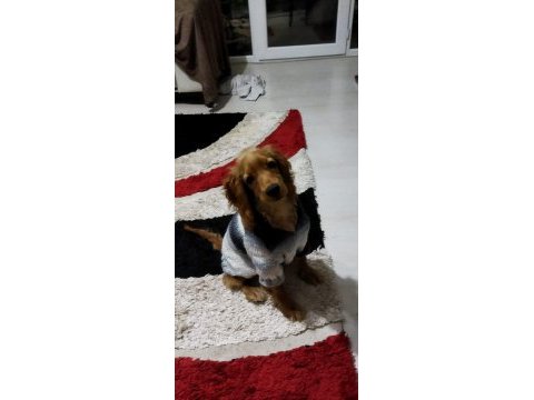 6 aylık ingiliz cocker