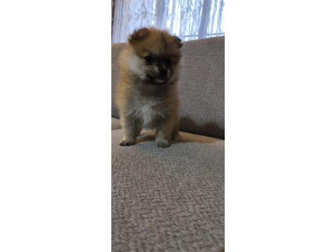 Pomeranian boo erkek ve dişi yavrularımız