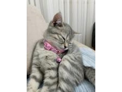 Güzel british shorthair kızıma yuva arıyorum
