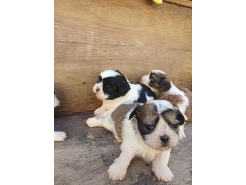 Shih tzu köpekler