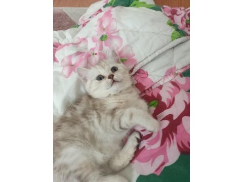 Üç aylık scottish fold ve british shorthair yavrular