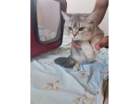 4 aylık kedim scottish fold
