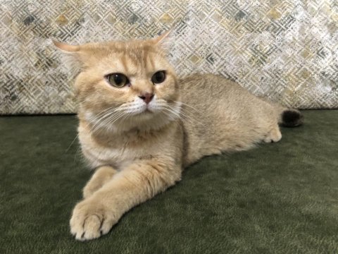 Sevecen ve afacan scottish fold oğlumuz yuva arıyor.