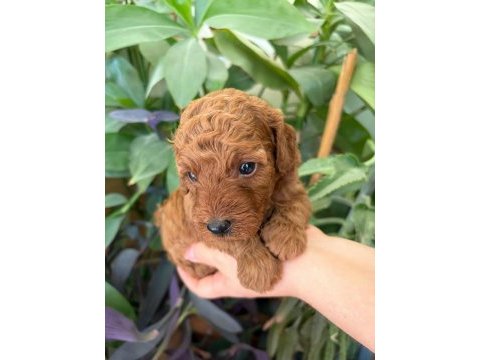 Ev doğumlu ailemizde büyüyen toy poodle yavrularım