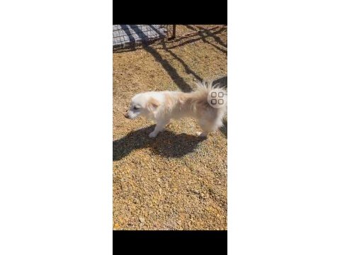 Acil yuva arıyorum köpeğimize