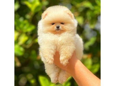 Irk ve sağlık garantili orjinal pomeranian yavruları