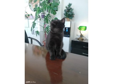 Sevimli melez yavru kediler