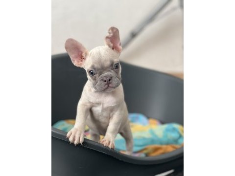 Exotic french bulldog renk yavrum