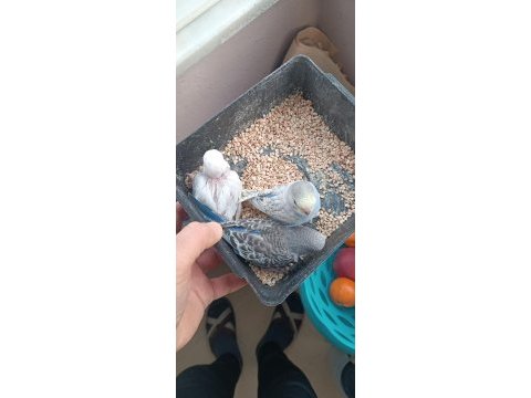 Yeni yeme düşmüş muhabbet kuşu yavrular