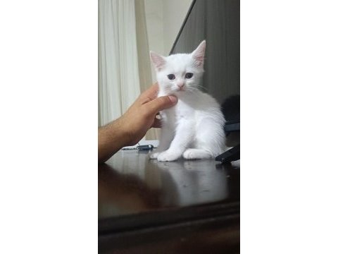 3 aylık british shorthair yavrularımız yuvasını arıyor