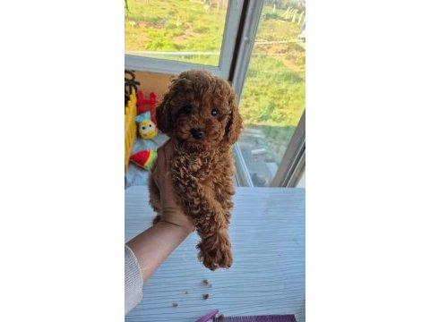 Babyface red brown dişi poodle yavrum