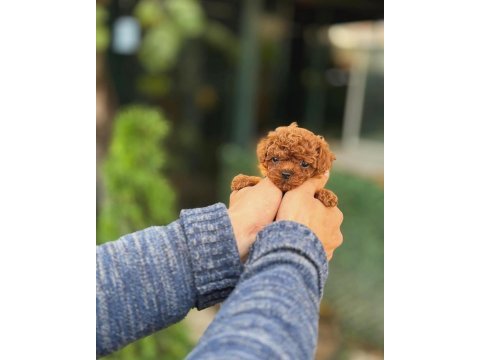 Şecereli kore teacup toy poodle