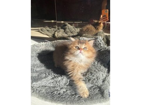 Safkan golden british longhair