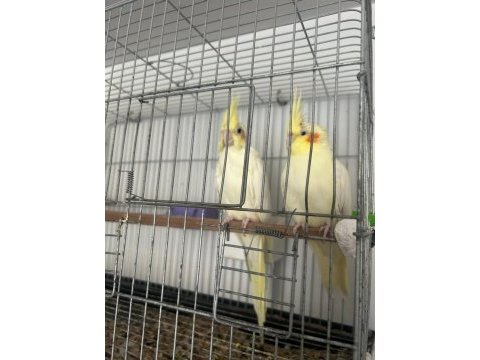 Sultan papağanı lutino hazır takim