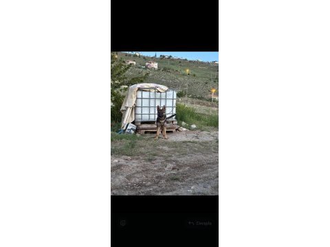 Alman kurdu 4 aylık
