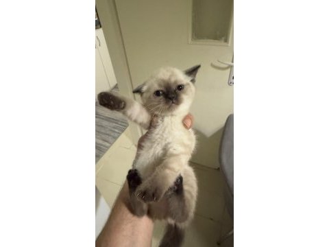 Dört adet scottish fold erkek dişi