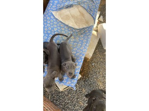 Cane corso blue bebekler