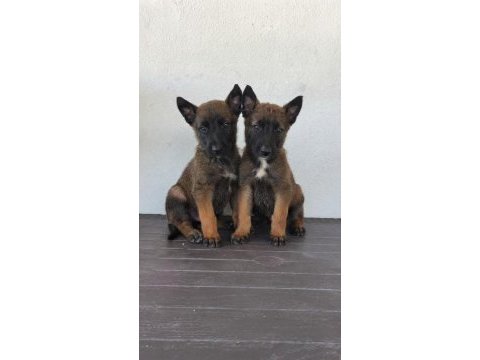 Alman kurdu yavruları