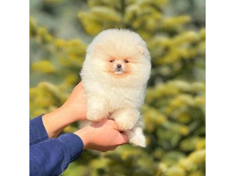 Ayı surat pomeranian