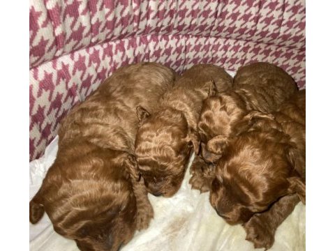 Toy poodle dişi ve erkek yavrular