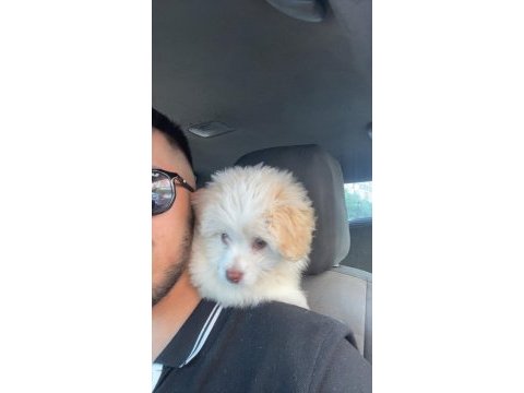 Poodle maltipoo 2.5 aylık