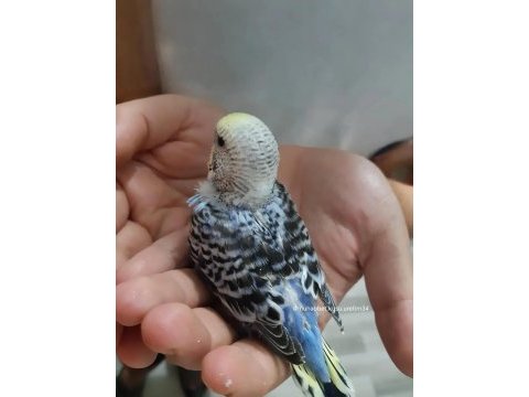 Yavru ve yetişkin her ırk muhabbet kuşu üretimhaneden