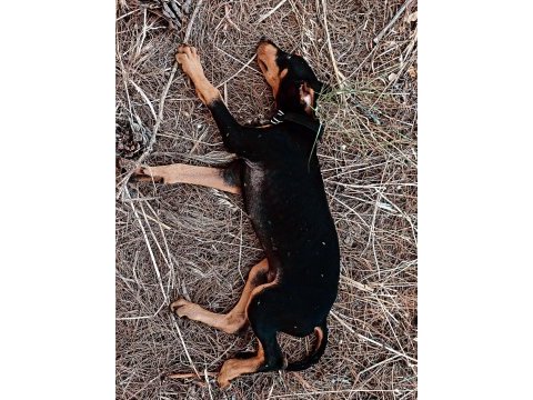 3 aylık saf kan doberman