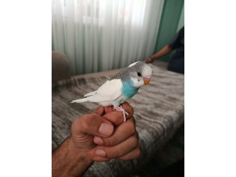4 aylik ele alışmaya uygun yavru muhabbet kuşlar