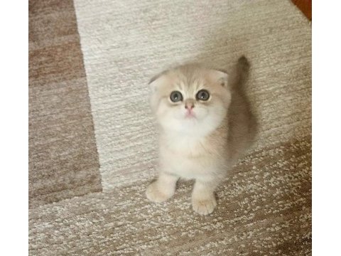 Muhteşem kan ve güzellikte british longhair yavrularımız