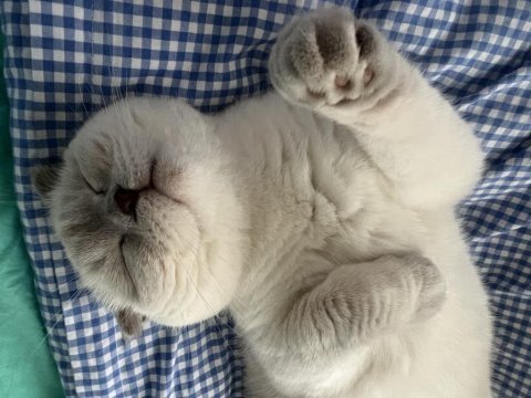 3 yaşında kısır scottish fold oğlumuz