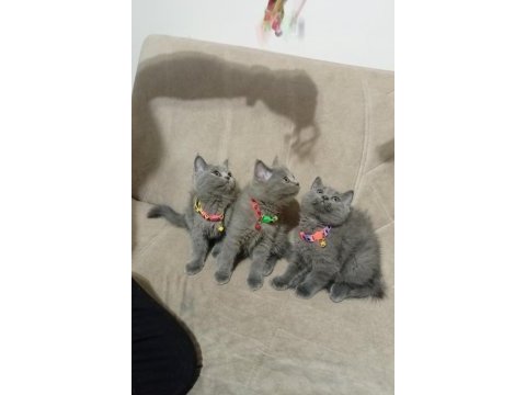 Saf kan british shorthair kediler
