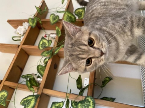 Gri beyaz dişi british shorthair