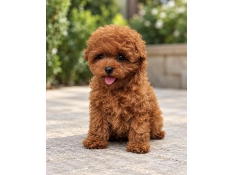 Poodle severlere özel yavrular