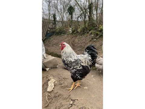 A kalite australorp ve sılver wyandotte horozlar