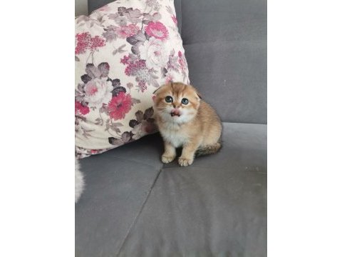 Scottish fold golden dişi