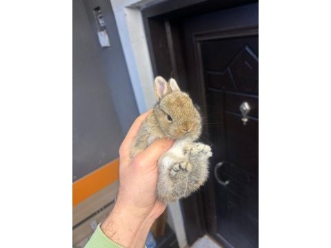 Cüce mini ve hollanda lop tavşanları gonderılır