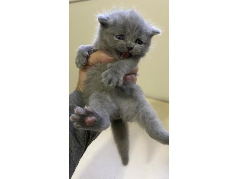 Gri british longhair bebişler