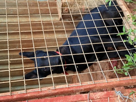 Belçika dark malinois romanya kan hattı
