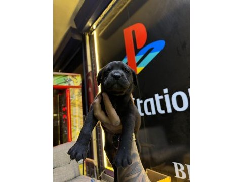 Mükemmel anne babadan güzel bir dişi cane corso kaçırmayın