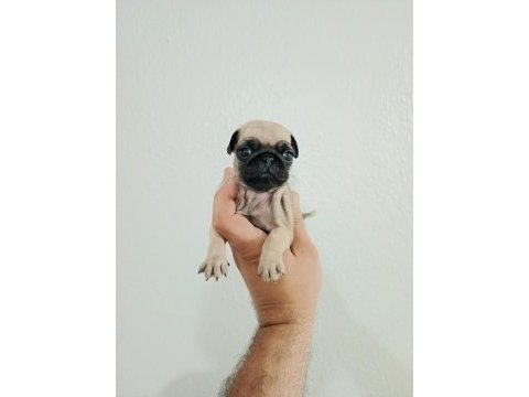 Pug mobs bebekler