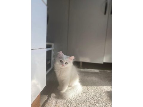 British longhair 4 aylık erkek