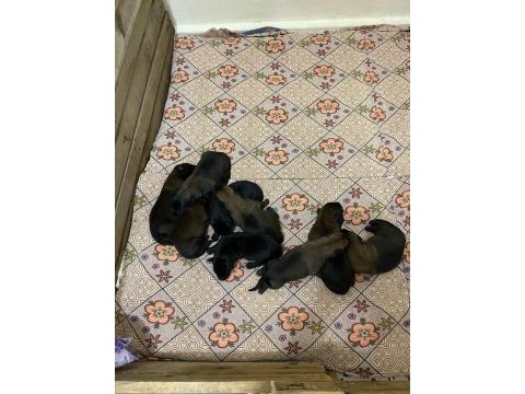 A malinois kalite beslemek isteyenler buyursun