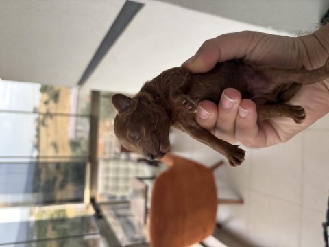 Dişi erkek toy poodle yavrularımız