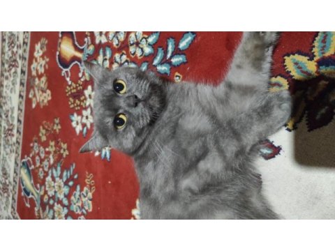 Çok çok sakin sevimli heram british shorthair