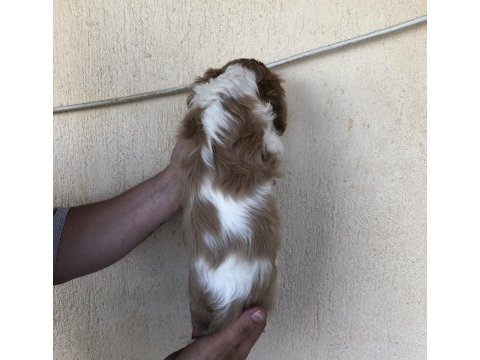 Kg garantili cavalier king charles bebek