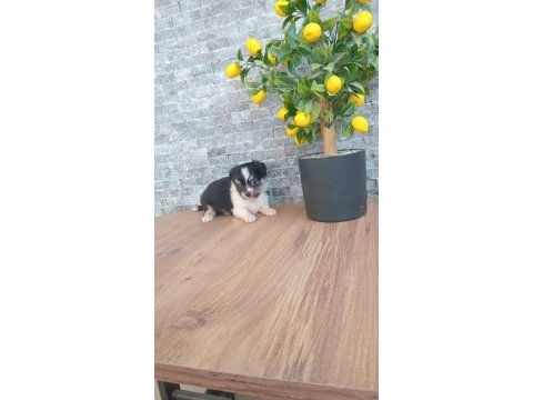 Chihuahua blaktan longrahır nırvana bebeklerım