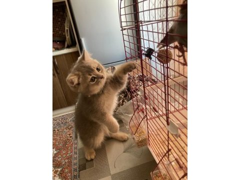 Yeni yuvalarına gitmeye hazırlar kediler 1 dişi 1 erkek