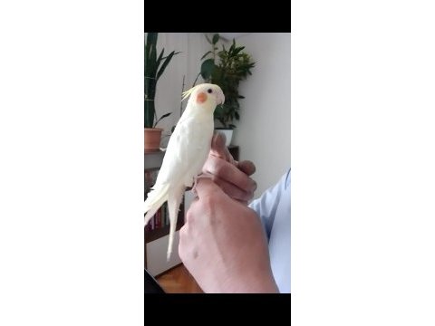 Ele alışkın sultan papağanı yavrusu