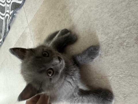 Scottish fold ve british yavrular