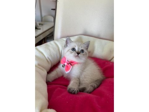 British shorthair dişi yavrumuza yuva uyguna